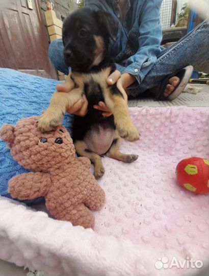 Ищет дом щенок не крупной Собаки Мишель