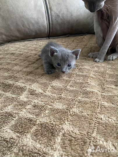 Котята Донского сфинкса