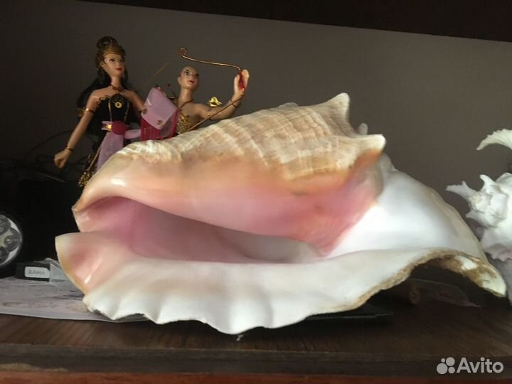 Ракушка морская большая