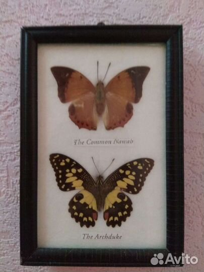 Насекомые в рамке