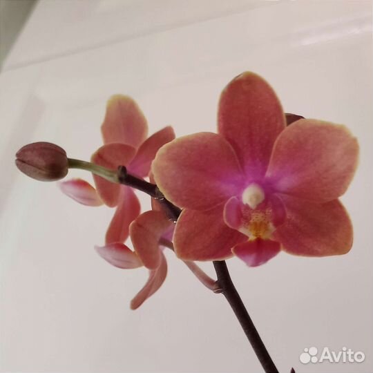 Ароматный фаленопсис Phalaenopsis