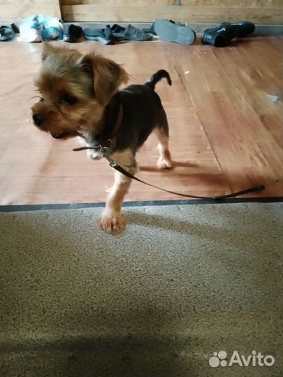 Домашние животные