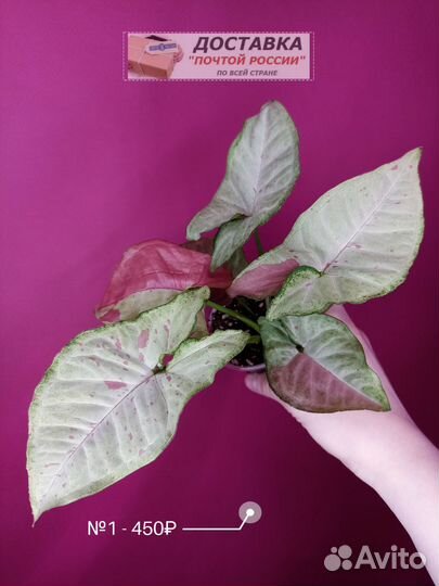 Сингониум Конфетти / Syngonium Confetti