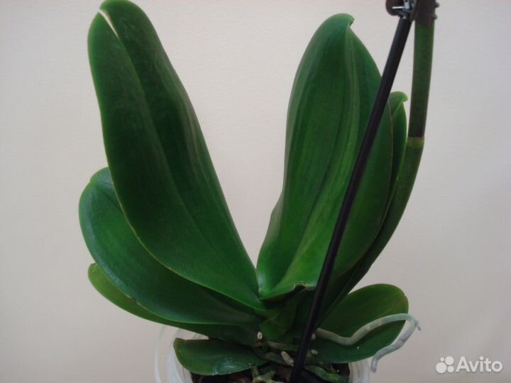 Орхидея фаленопсис