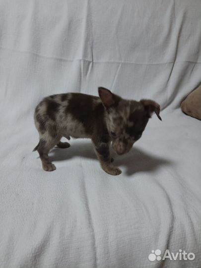 Мальчик той-терьер