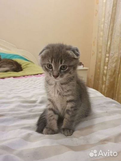 Шотландская вислоухая