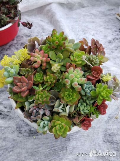 Суккуленты очень много