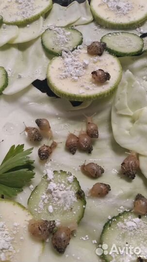 Улитки ахатины