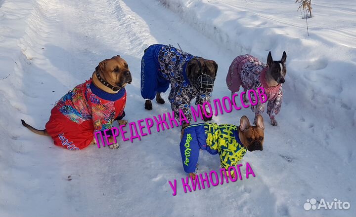 Дрессировка. Передержка крупных и агрессивных