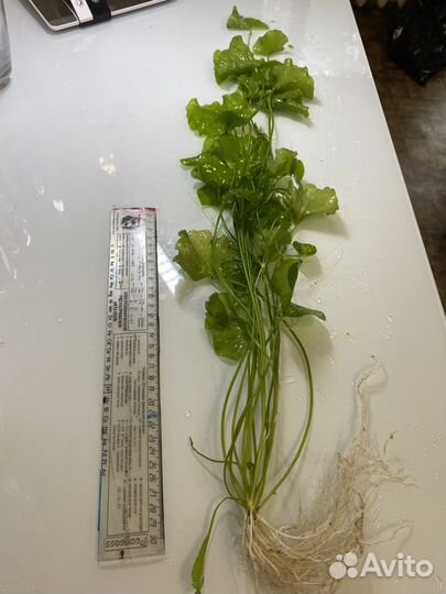 Аквариумные растения / Креветки