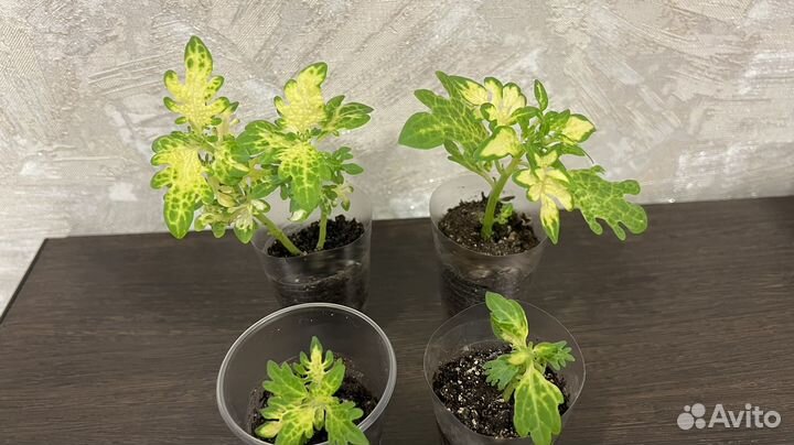 Колеус Аватар и др