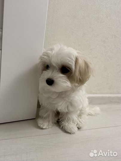 Щенки мальтипу микро