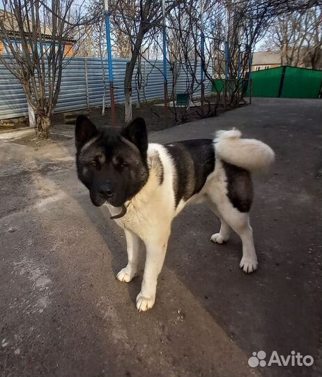 Американская акита вязка