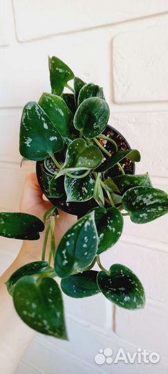 Сциндапсус Сильвер Энн / Scindapsus Silver Ann