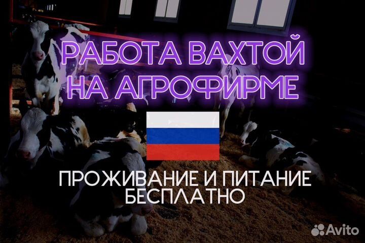Дояр на агрофирму без опыта