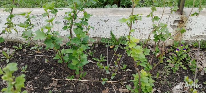 Смородина чёрная