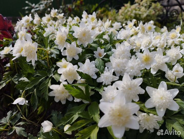 Многолетники,почтой)