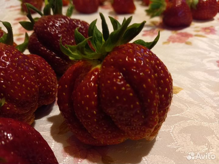 Рассада клубники