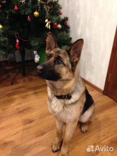 Щенки Немецкой овчарки