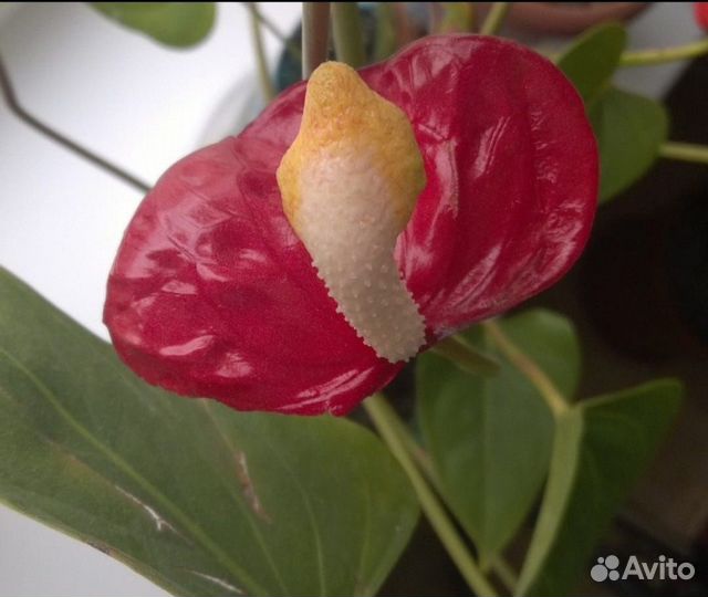 Антуриум Шелл коралл