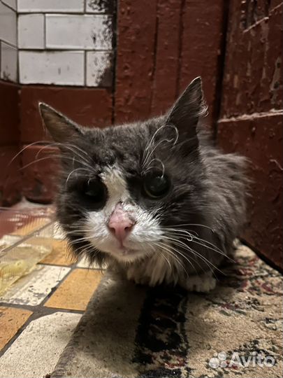 Кошке нужна помощь