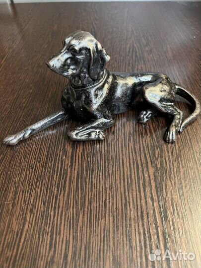 Собака поинтер Касли 1905 г