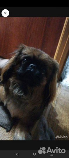 Вязка пекинес