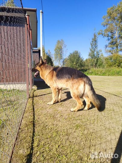 Немецкая овчарка вязка