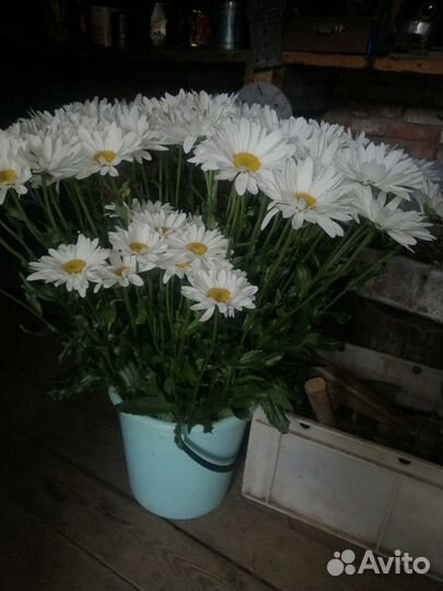 Ромашки в срезке