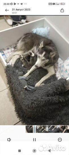 Родильный ящик для собак манеж для щенков