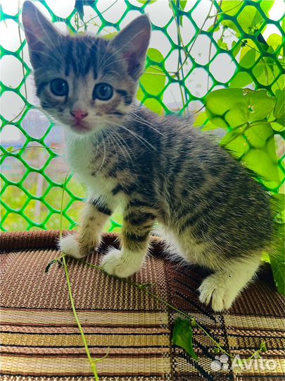 Кошка в дар бесплатно