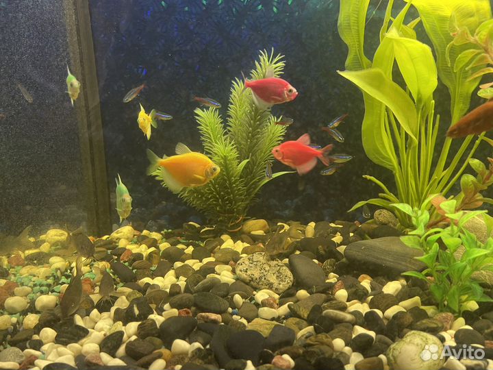 Аквариум на 120 литров. Полный комплект с рыбами