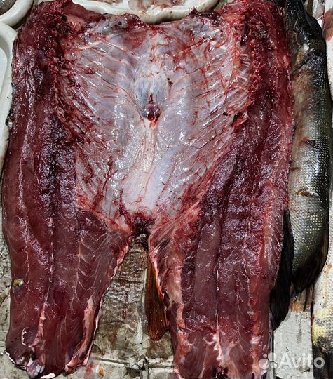 Свежая рыба сазан, филе сазана, филе щуки