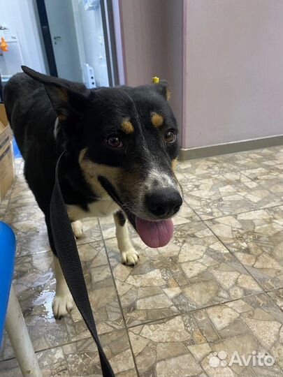 Собака Барон