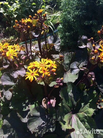 Бузульник шоколадный 