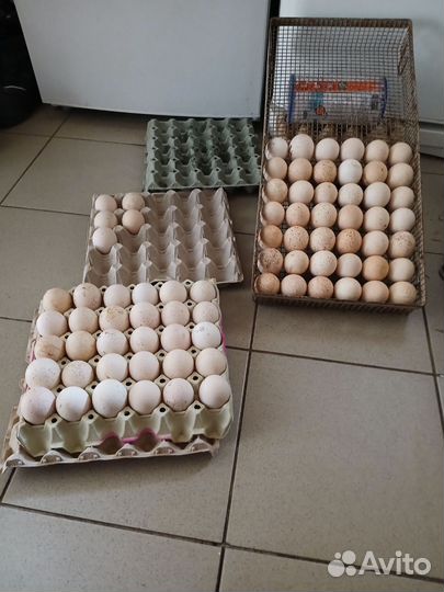 Индюшиное яйцо