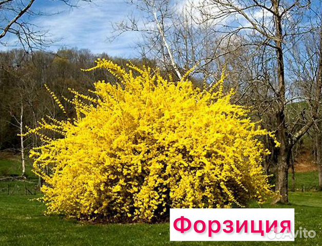 Декоративные деревья и кустарники купить в Барнауле | Товары для дома и ...