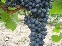 Виноград на вино