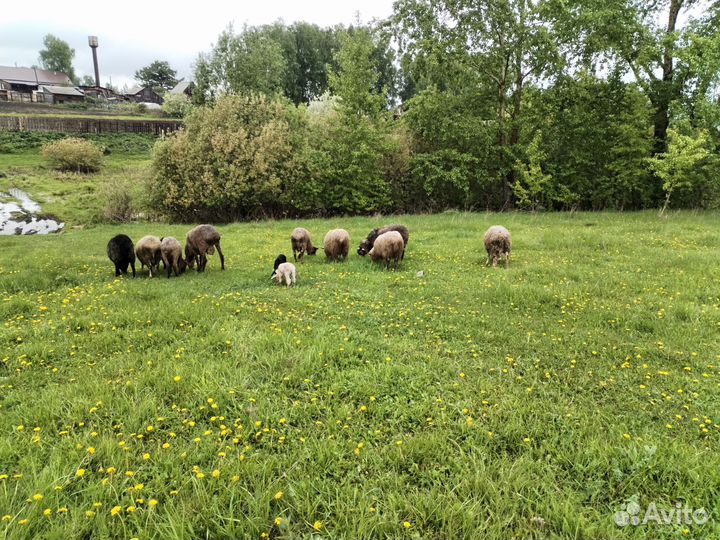 Овцы бараны ягнята