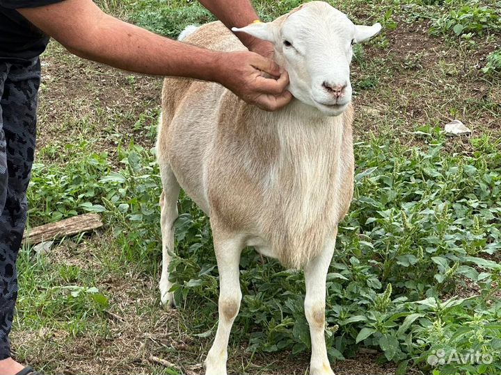 Катумские бараны