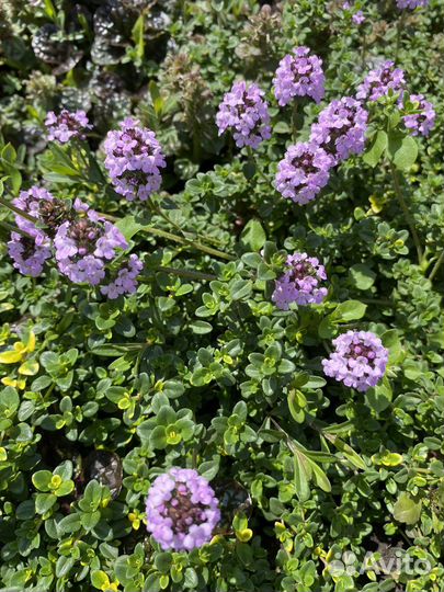 Чабрец (тимьян) ползучий