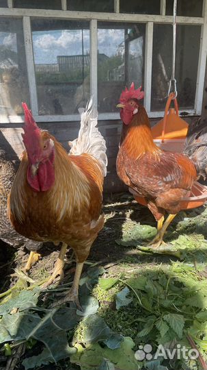 Молодые петушки