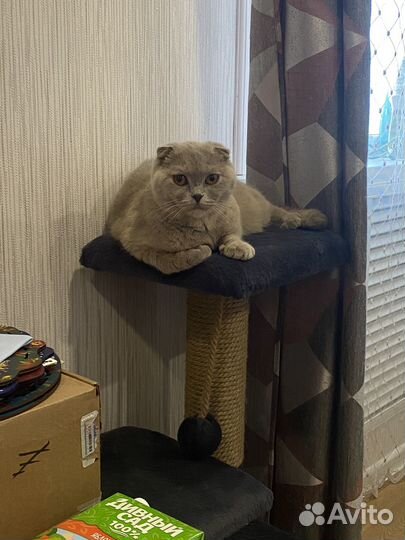 Кошка шотландская вислоухая