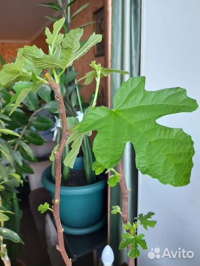 Цитрусовые растения Экзотика