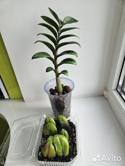 Замиокулькас Зензи