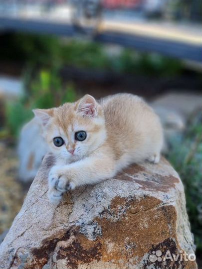 Шотландская золотая шиншилла девочка
