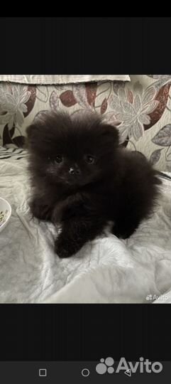 Померанский шпиц