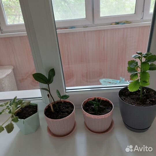 Комнатные растения