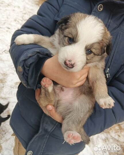 Щенки в добрые руки