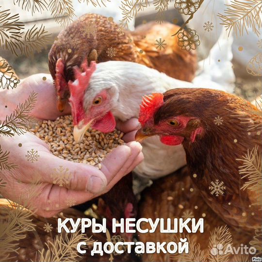 Куры несушки Кубанская красная